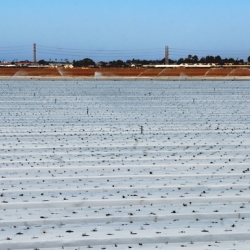 passing-strawberry-fields-as-henry-gonzales-ag-commissioner-explains-pesticide-use